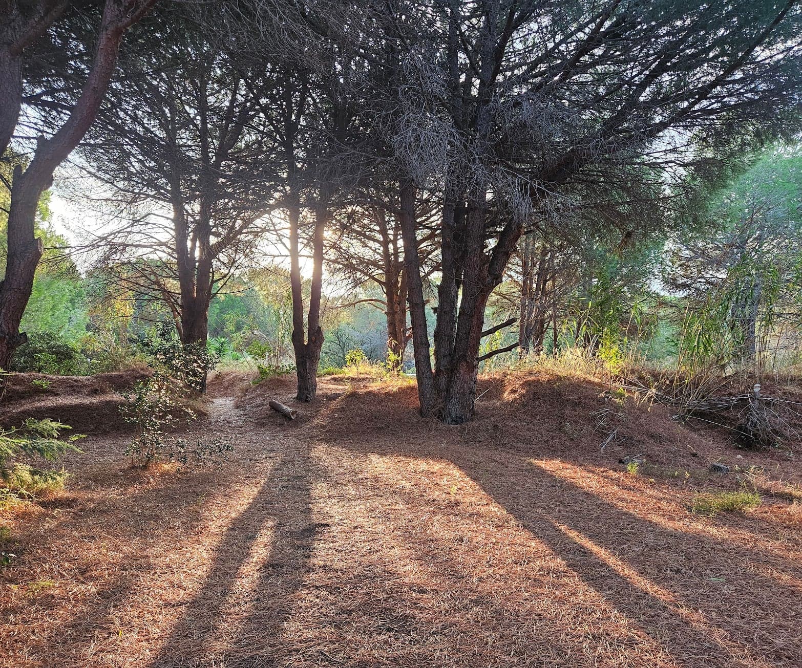 Sous-bois de pins du parc au petit matin, lumière filtrant à travers les troncs