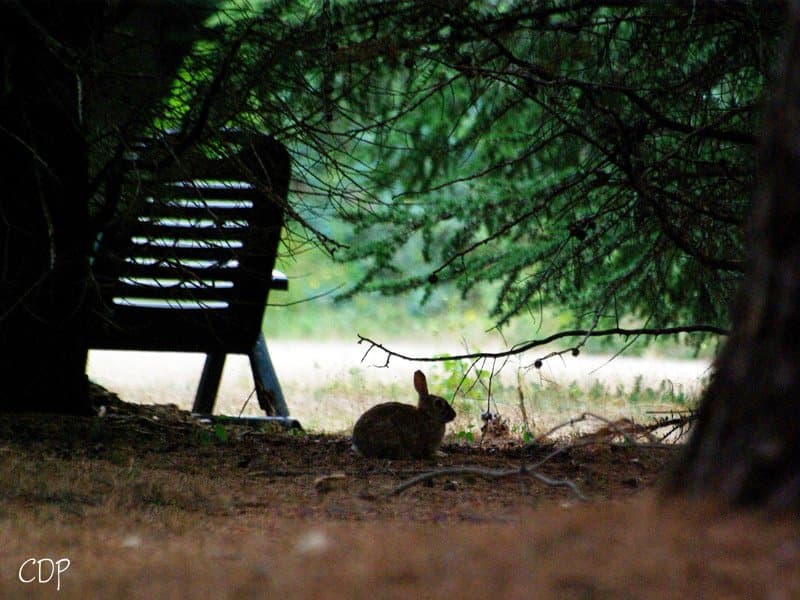 Un lapin sauvage à l'ombre d'un fauteuil, sous les pins du parc